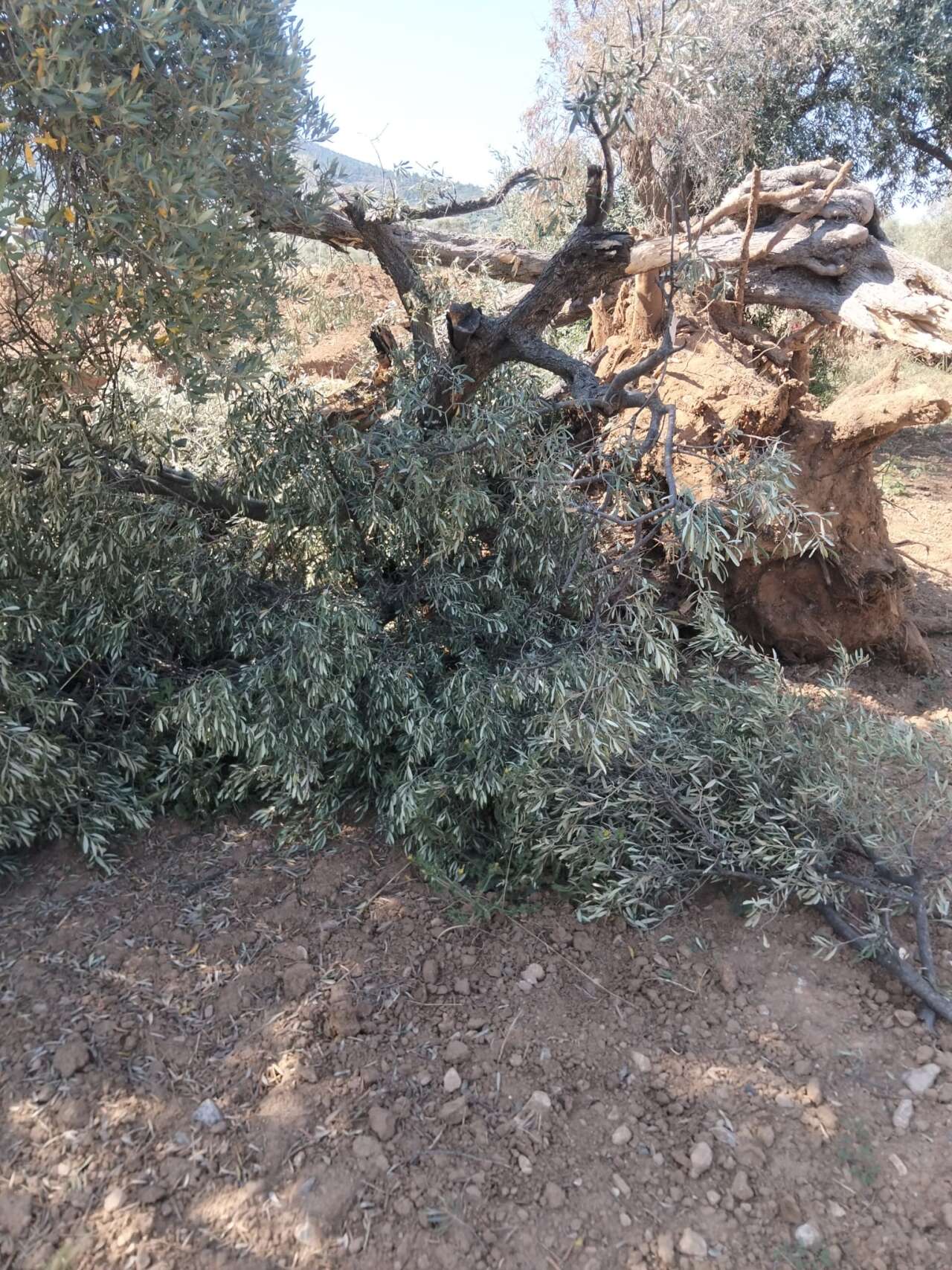 MUSKİ'nin Milas'taki Su Hattı Çalışmasında Asırlık Zeytin Ağaçlarının Zarar Gördüğü İddiası 5